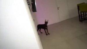 когда захотел ограбить друга по приколу и забыл что у него доберман😐