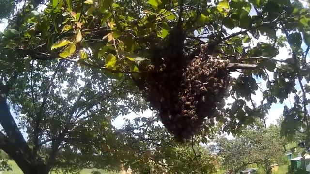 Как снять рой с дерева. Запах пасеки привлек рой №2 смотреть онлайн