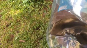 Замена масла в редукторе китайского мотора Tarpon 9.9 Тарпон