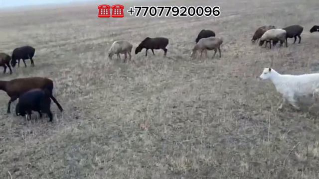 260бас жас саулық қойлар 60000тг оптомга саудасы бар,Тараз қаласы Билікөлде тұр,+77077920096
