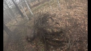 Разведка. Старые деляны. Коп металла