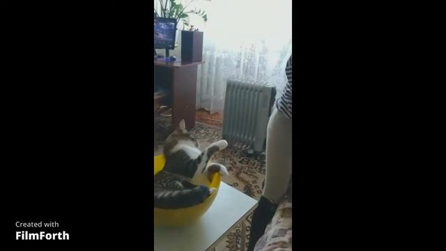 Как приготовить кота! смотреть онлайн