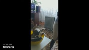 Как приготовить кота!