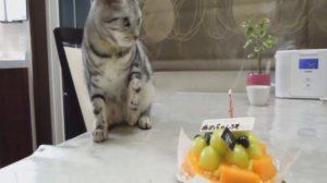 Хитрый Свин - японский смешной кот тушит свечу (приколы с котами)