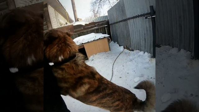 Хозяин боится свою собаку. смотреть онлайн