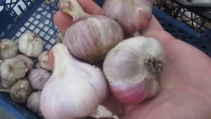 Обзор  сортов нашего чеснока.
