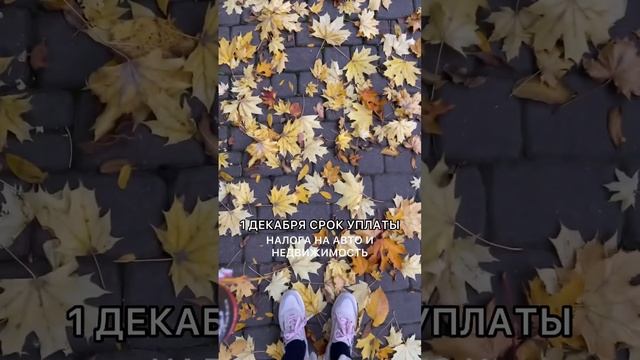1 ДЕКАБРЯ СРОК УПЛАТЫ НАЛОГОВ НА ИМУЩЕСТВО ДЛЯ ИП И ФИЗЛИЦ