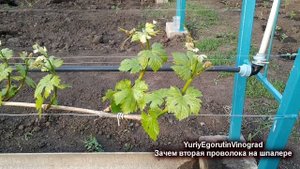 ? Шпалера для винограда. Какое расстояние для второй проволоки? Зачем нужна вторая проволока?