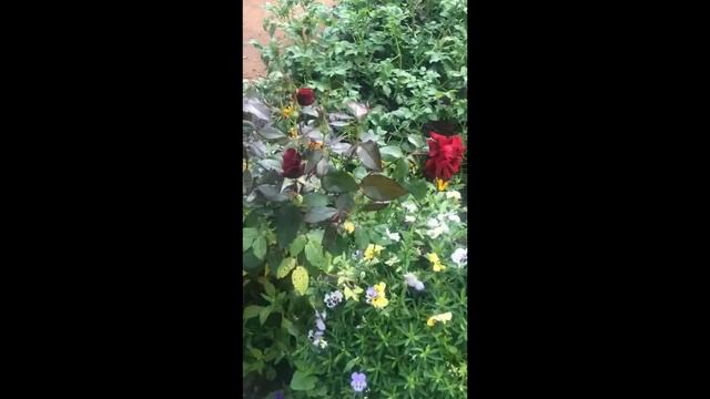 Как Россинка помогла розе зацвести! смотреть онлайн