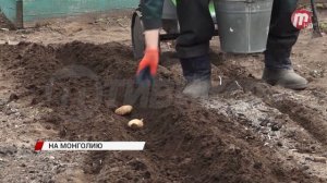 "Во саду ли, в огороде" Анатолия Кушнарева теперь будут показывать в Монголии