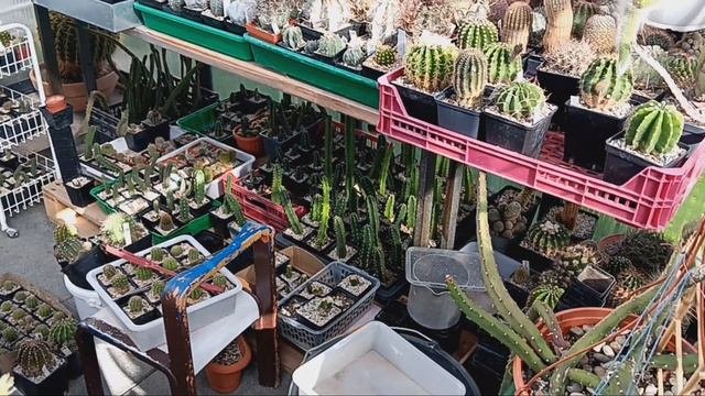 Новые кактусы от друга.Отделяю детки от кактусов.Цветение офтальмофиллума.
