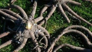 Какие растения,подходят для засушливых участках?