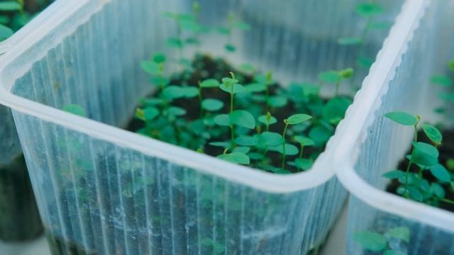 О компании Ягодная долина  About Yagodnaya dolina LLC