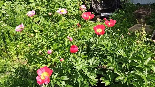 Цветение пионов 14.06.2021. Среднеранние сорта пионов. Ред Грейс, Ред Шарм, Комманд перфоманс... смотреть онлайн