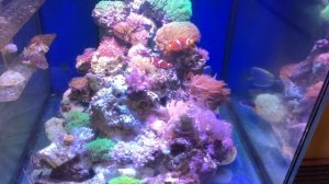 Приобрел белогрудого хирурга