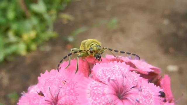 Макросъемка | Энтомология | Насекомые | Лептура зеленая | Усачик зеленый смотреть онлайн