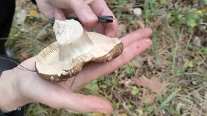 Собираем подгруздки черные