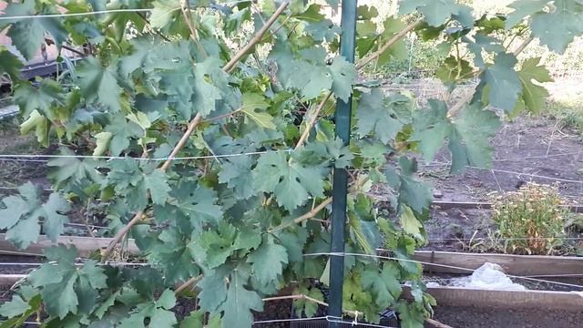 Оидиум на Подарке Родионову смотреть онлайн