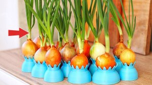 Простые секреты выгонки лука на перо в домашних условиях! Как вырастить много лука на перо?