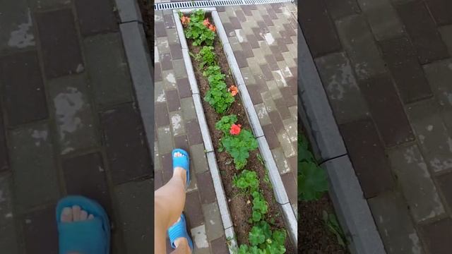 Пеларгонии отличный вариант для уличных клумб!?? #цветы #жизньзагородом #пеларгония #герань #клумба