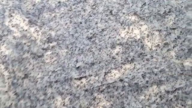 Штрудель с маком ??