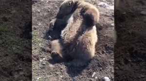 Даже самый бурый медведь чувствует себя как дома в Чечне 😂👍🏻👍🏻👍🏻