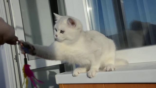 Male BSH ns 11 смотреть онлайн