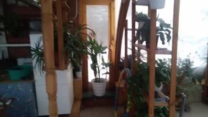 Своими руками :Зимний сад.