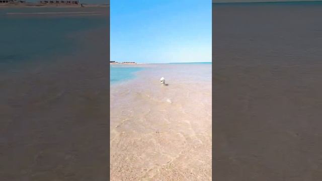 Морские собаки Египта. Sea Dogs of Egypt