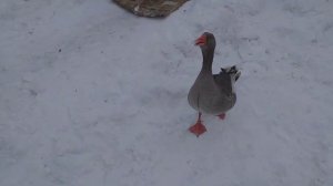 Гусь атакует!