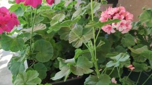 Пеларгония переезжает c улицы домой. Что необходимо сделать?