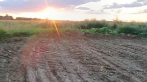 Откорм быков на мясо.