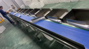 Весовой сортировщик ВЕСТАЛИНК - рыбная продукция