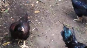 Корниш - молодые петушки