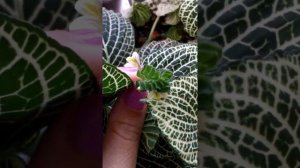 Цветение... Фитония!!!!