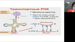 27 задачи на антипараллельность ЕГЭ.  Теория и разбор ошибок