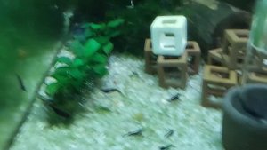 Общий обзор аквариумов с креветками и карликовыми раками