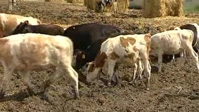 Какими проблемами живут сегодня сельхозпроизводители и те, кто занят переработкой сырья?