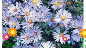 Астра новобельгийская Маджик блю. Краткий обзор, описание характеристик aster novi-belgii Magic Blu