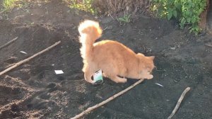 Как посадить травы для чая? Чайные травы в домашних условиях