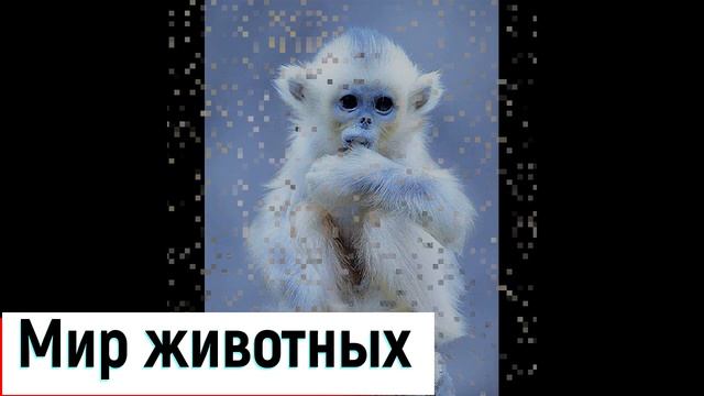 Ринопитек. Необычная  мартышка, её история происхождения.