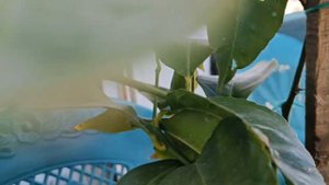 Лимон Мейера. Выращиваем лимоны дома. Продолжение