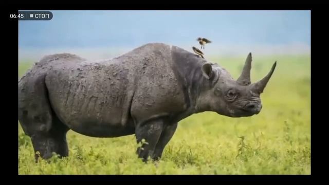 Группа 2. Тема: Животные жарких стран смотреть онлайн