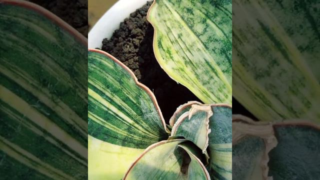 Sansevieria SILVER BLUE var kuning..Perawatan ala petani sansevieria milineal смотреть онлайн