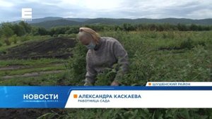 На юге Красноярского края на месяц раньше обычного поспела жимолость