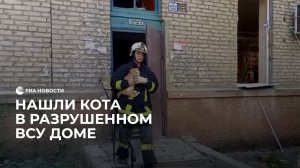 Нашли кота в разрушенном ВСУ доме