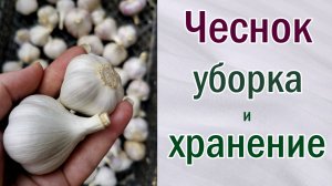 Уборка и хранение чеснока.Как хранить. Где хранить. Убираем. Обрезаем. Разбираем по сортам.