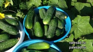 ПОСАДИТЕ ЭТИ ОГУРЦЫ, ОНИ ЗАВАЛЯТ УРОЖАЕМ ВКУСНЫХ ПЛОДОВ в ЛЮБУЮ ПОГОДУ!