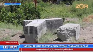 Jarimalar ham to’xtata olmayotgan daraxtkushlar