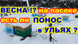 ВЕСНА на ПАСЕКЕ а Не ПОХОЖЕ ! ЕСТЬ ЛИ ПОНОС в УЛЬЯХ ? Весенний осмотр ульев !